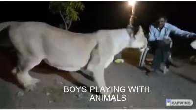 playing with animals