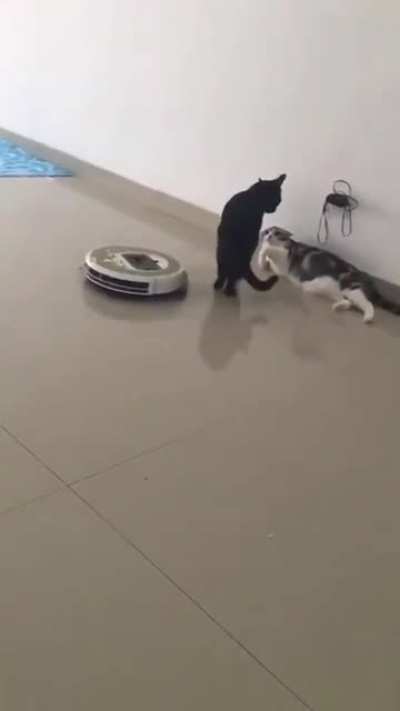 Boss cat