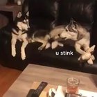 Mean doggo