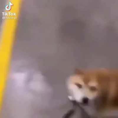 Just parking my dog