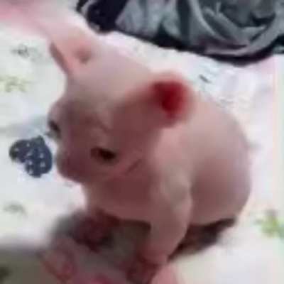 Baby bingus stands up