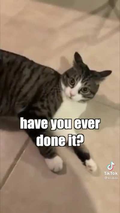 If this is what it's like if Cats could talk, I am so for it