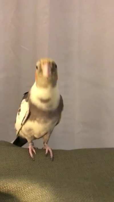 Dancing, barking, and singing