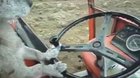 Cachorro Rural