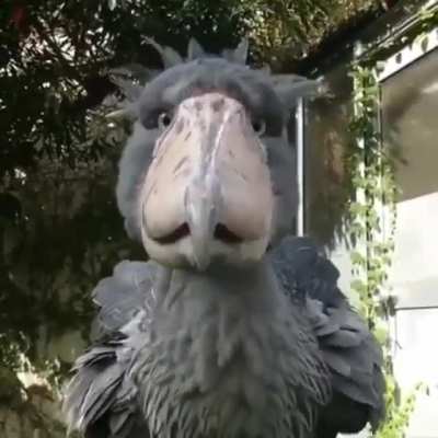 A close-up look at the most prehistoric looking bird alive today, the Shoebill Stork.⁣