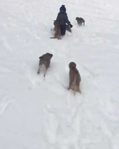 Puppy attack!