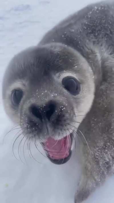 water woof!