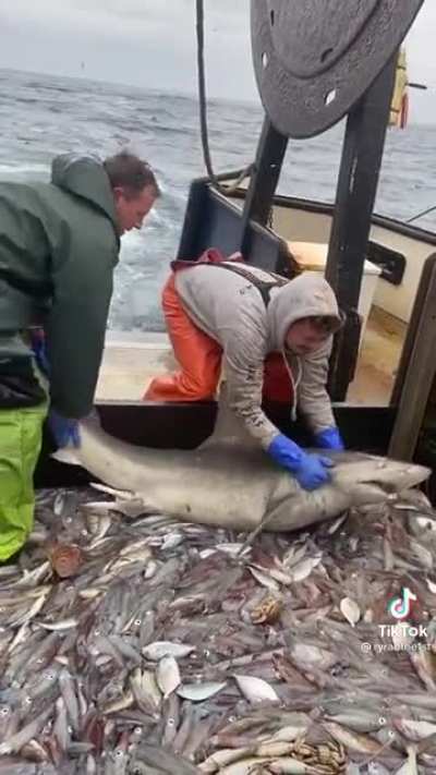 Hungry Shark do do do do do do do