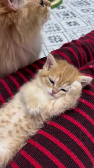 What a little “meow”.
