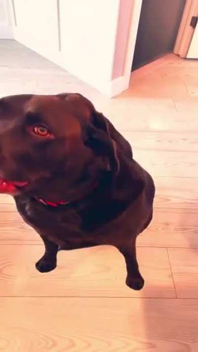 Trying instagram filters on my dogs (part 2) part 1 in the comment section