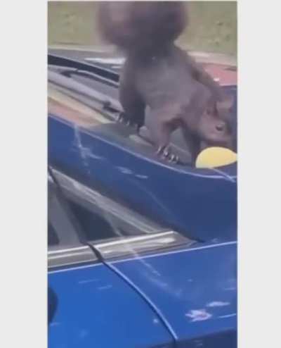 maybe squirrels aren't real too