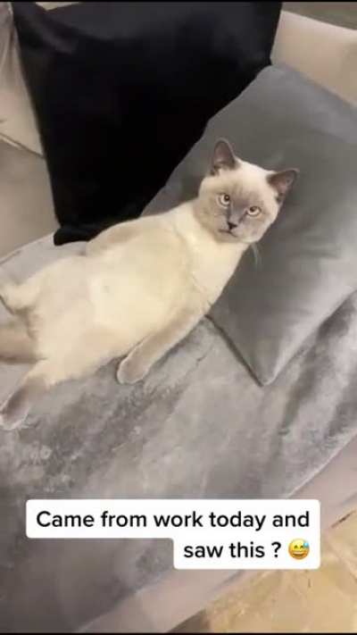 Cat is hella comfy