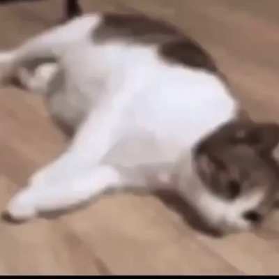 Poor kitty