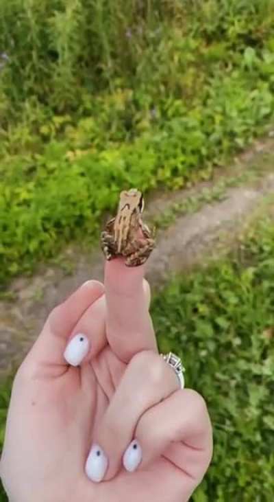 froggo