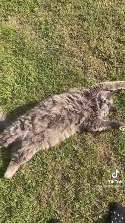 Naps in the sun