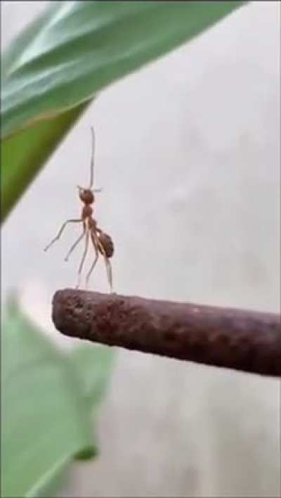 Ant left behind by his friends
