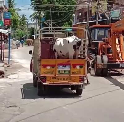 The persistence of this bull