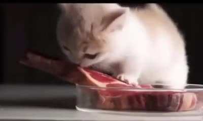nasıda yiyor aslan parçası