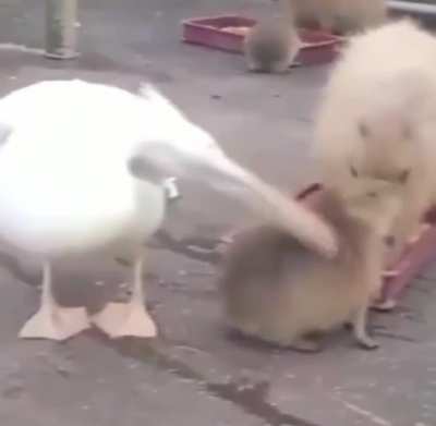 Nom Nom Nom