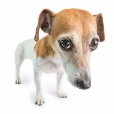 Perro del exodo