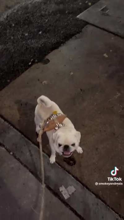 The Ballad of Smokey and his Potato