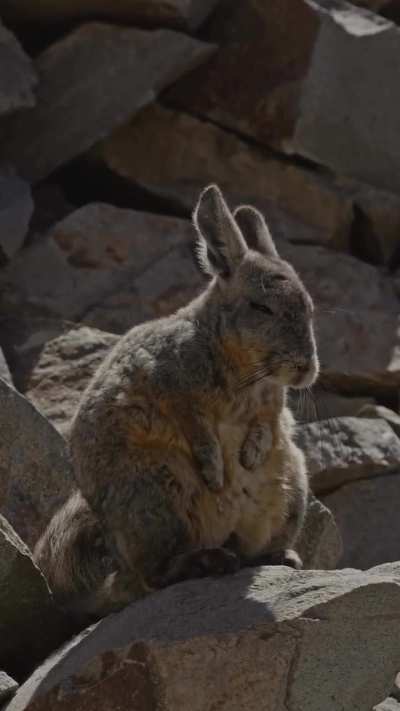 Filmaron a un chinchillón con cara de lunes tomando solcito en la Reserva Natural Villavicencio, Mendoza