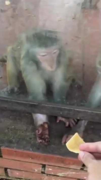 Alimentando macaquinho