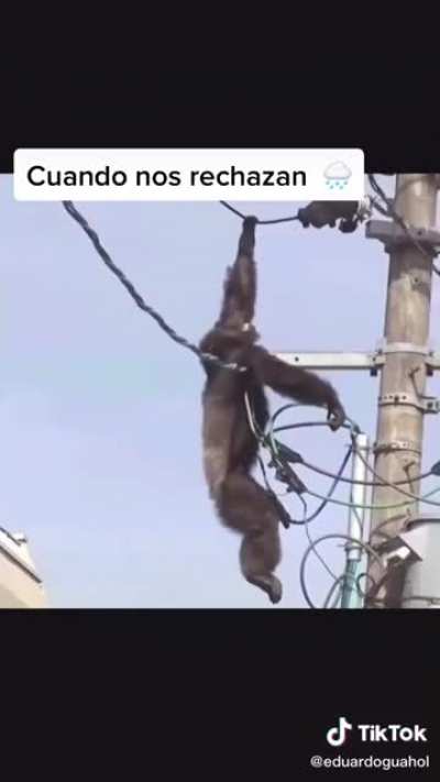 Monke uh ah