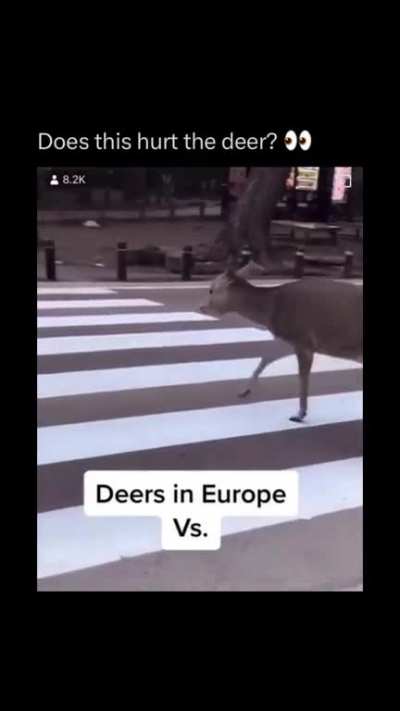 Day 20 of memes