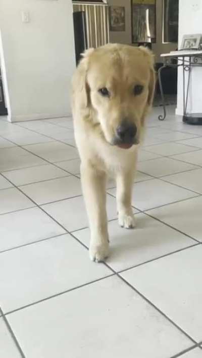 woof_irl