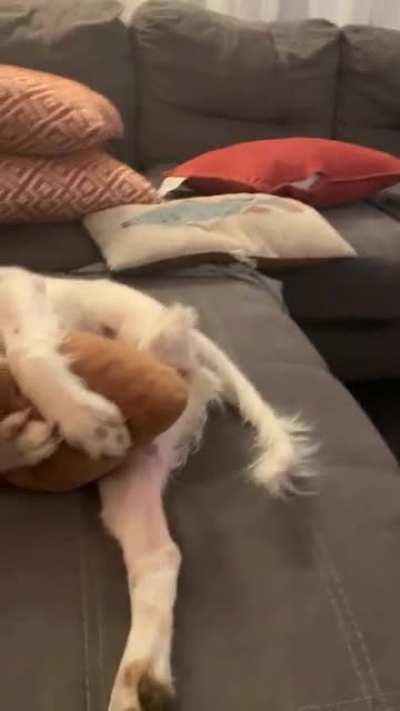 Just my three legged puppy and her poop pillow fetish.
