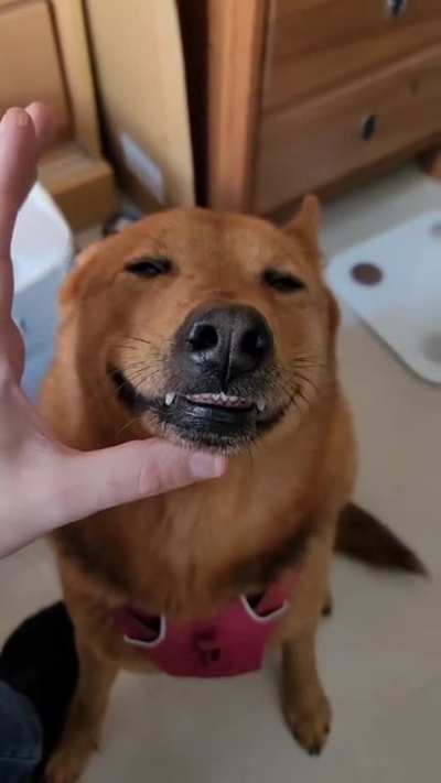Trying to get a dog to take their pills