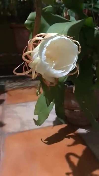 Flower Blooming Timelapse 🌸