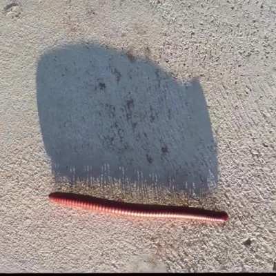 Shadow of a Millipede walking.