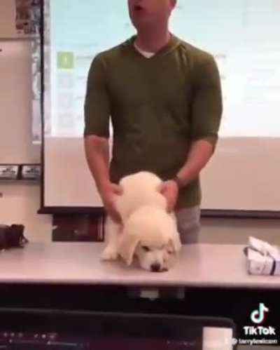 Buck the Vocab Dog
