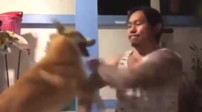 Corgi-fu defence