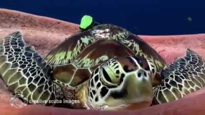 🔥 A sea turtle settling into a giant sea sponge to take a nap 🔥