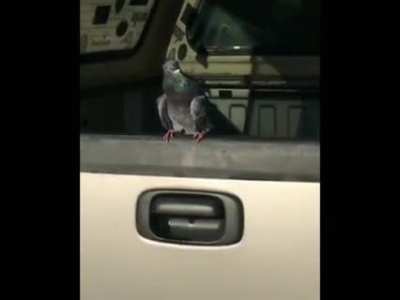 pigeon