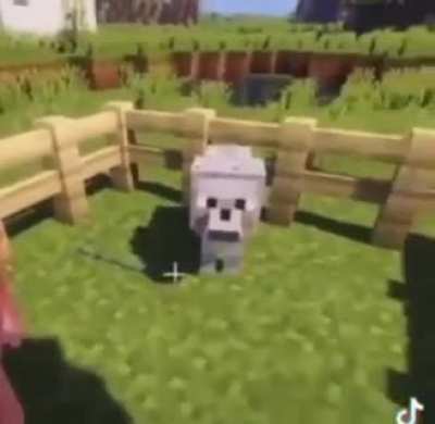 Dog 🙏🕋