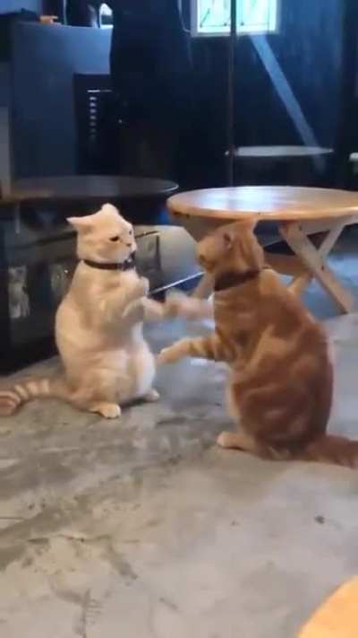 When they are bored, they know how to have fun.