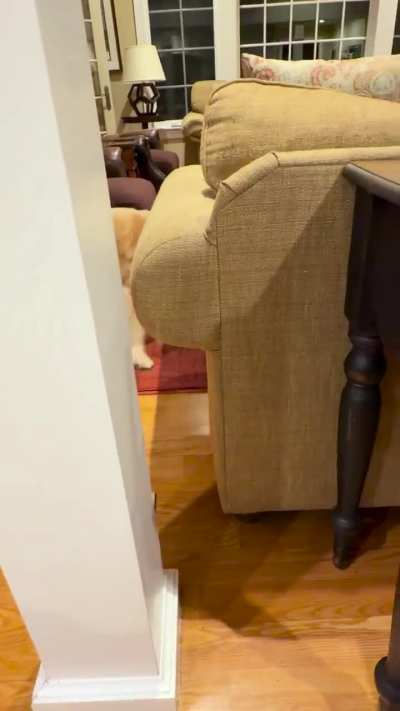 Hunter the Search Dog, stealing his brothers new toy with no regrets.