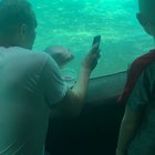 Seal at the Zoo loves my smartphone pics!