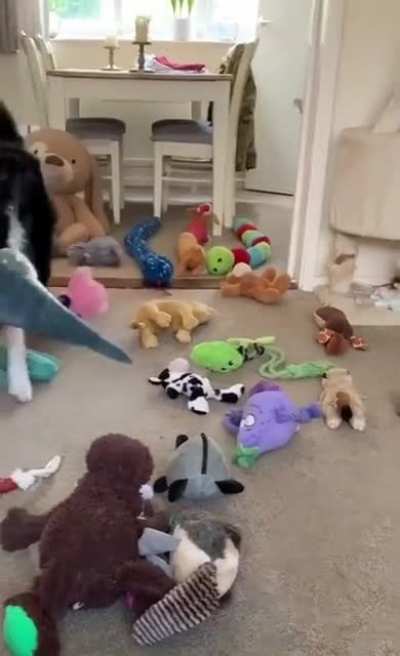 Brain training if Border Collie