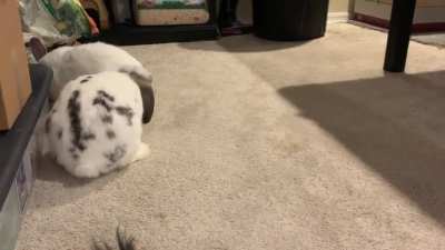 Derpy Binky