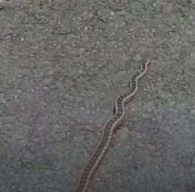 Snek grooving