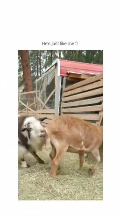 The joys of living on a farm