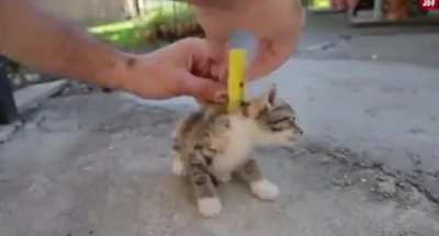 ):