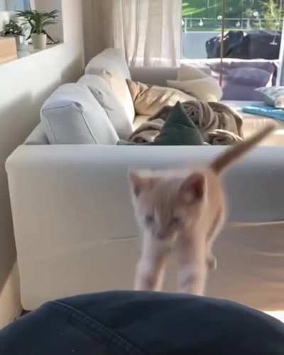 跳远新手喵
