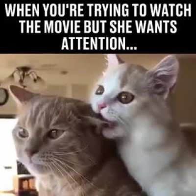 Cats