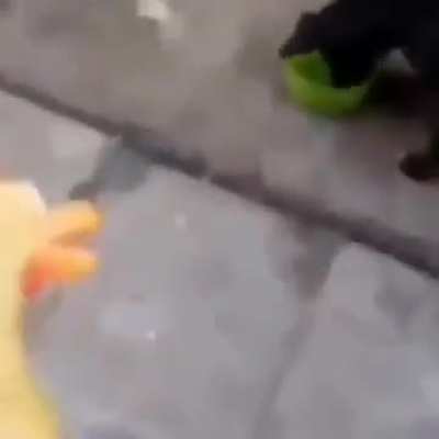 The Dog